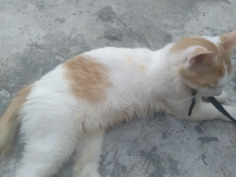 Parsian Male and female pair for sale — photo 2