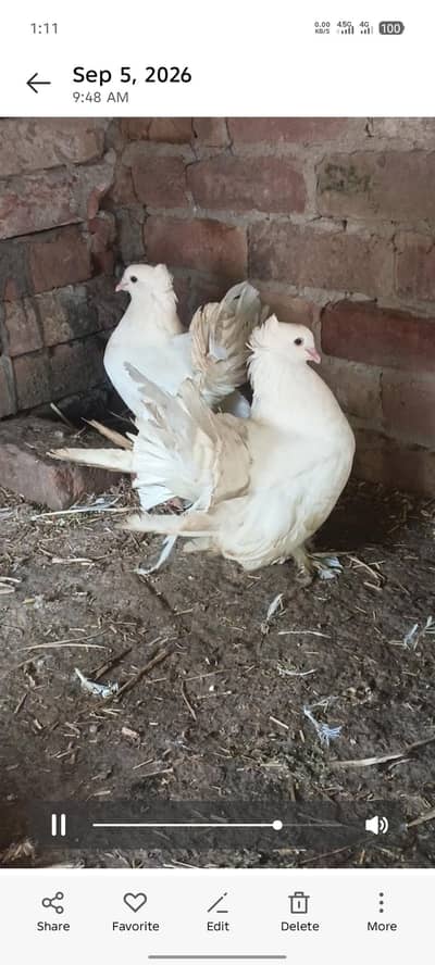 AMERICAN FAINTAIL BREEDING PAIR
