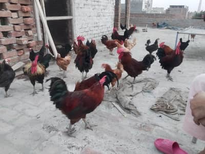 Gold murgi ya 30 asad. 10 murgay