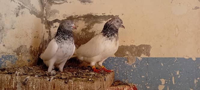 Golden and piplan wala pair for sale