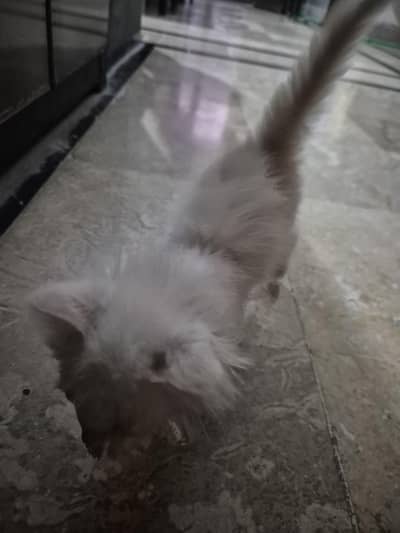 Persian angera mix
