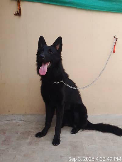 longcaot pedigree female