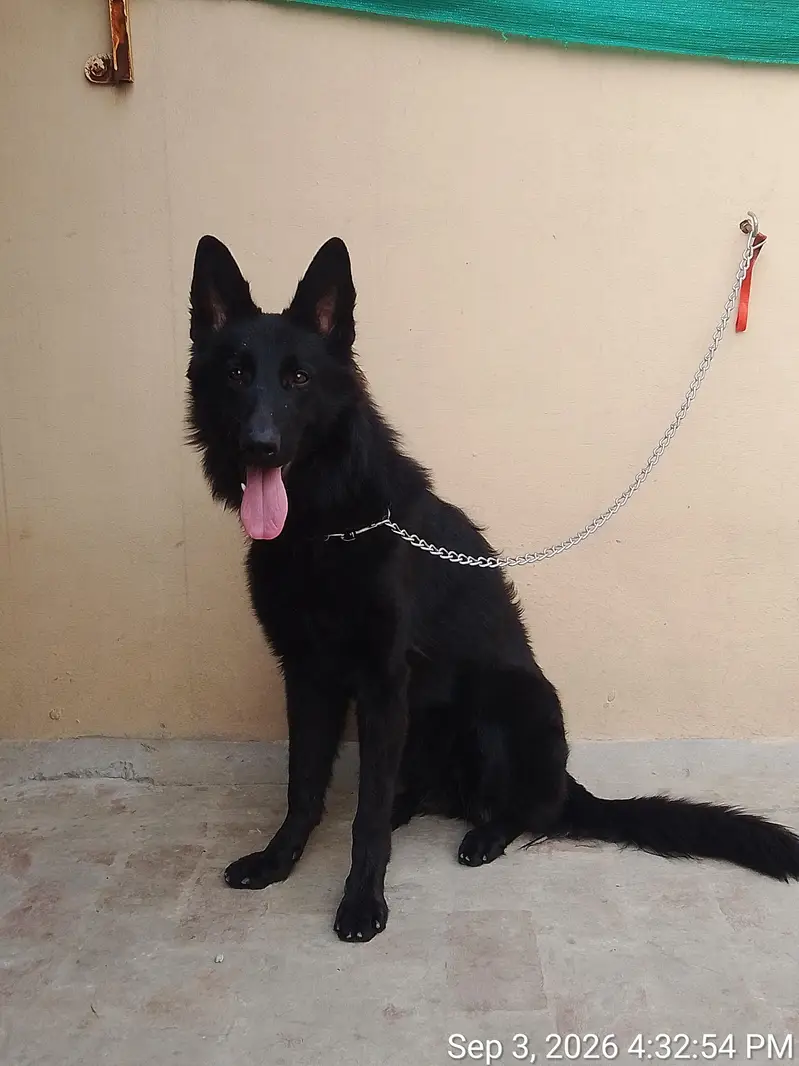 longcaot pedigree female — photo 2