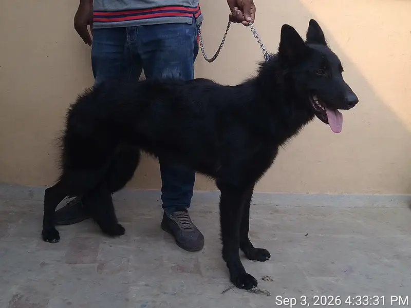longcaot pedigree female — photo 3