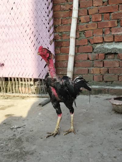 Thai cros + kamaliya breeder