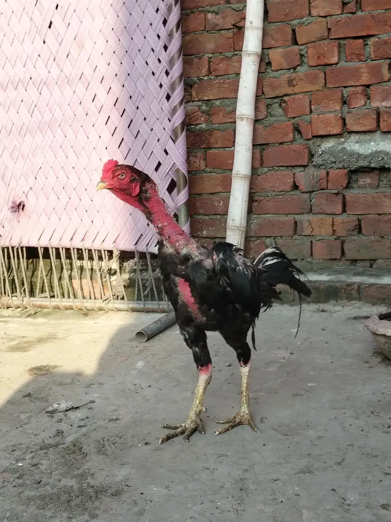 Thai cros + kamaliya breeder — photo 2