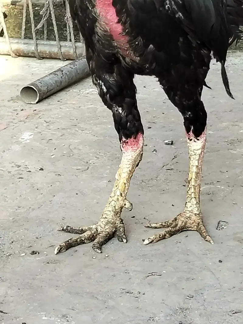 Thai cros + kamaliya breeder — photo 3