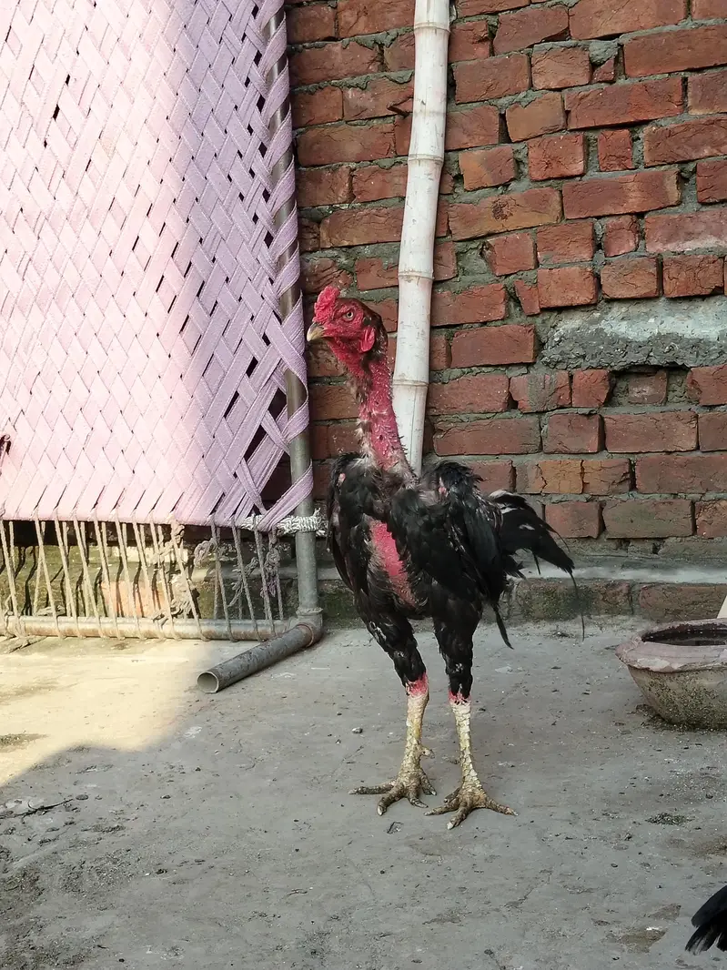 Thai cros + kamaliya breeder — photo 4