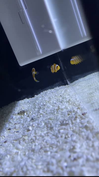 Nano Reef Tank (Salt Water)
