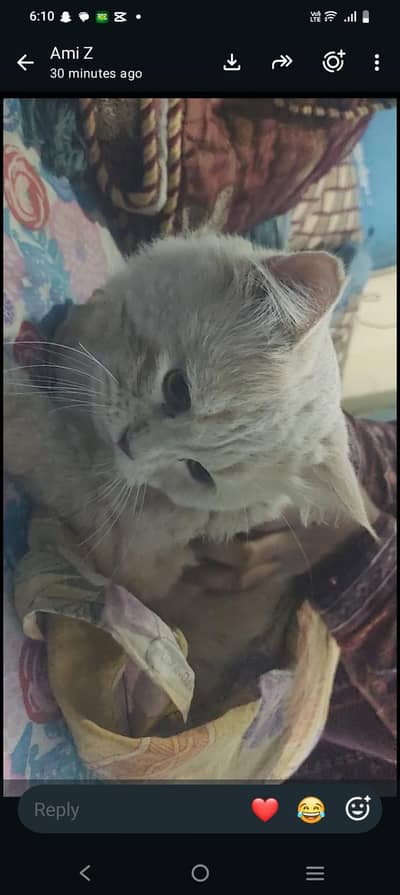 parcian cat