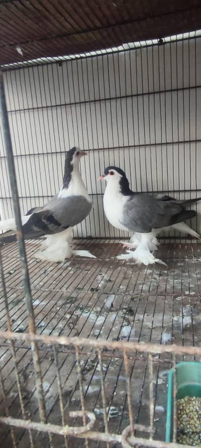 2 Lahori Sherazi bhary Bache Available hai