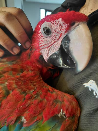 greenwinged macaw(red macaw)
