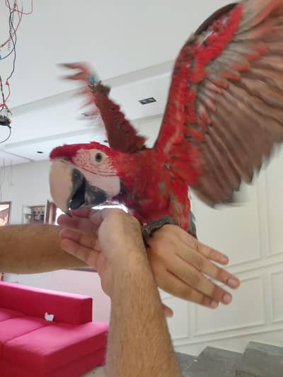 greenwinged macaw(red macaw)
