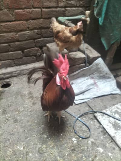 8 hens