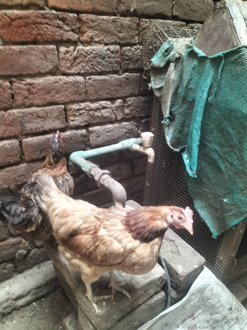 8 hens 1