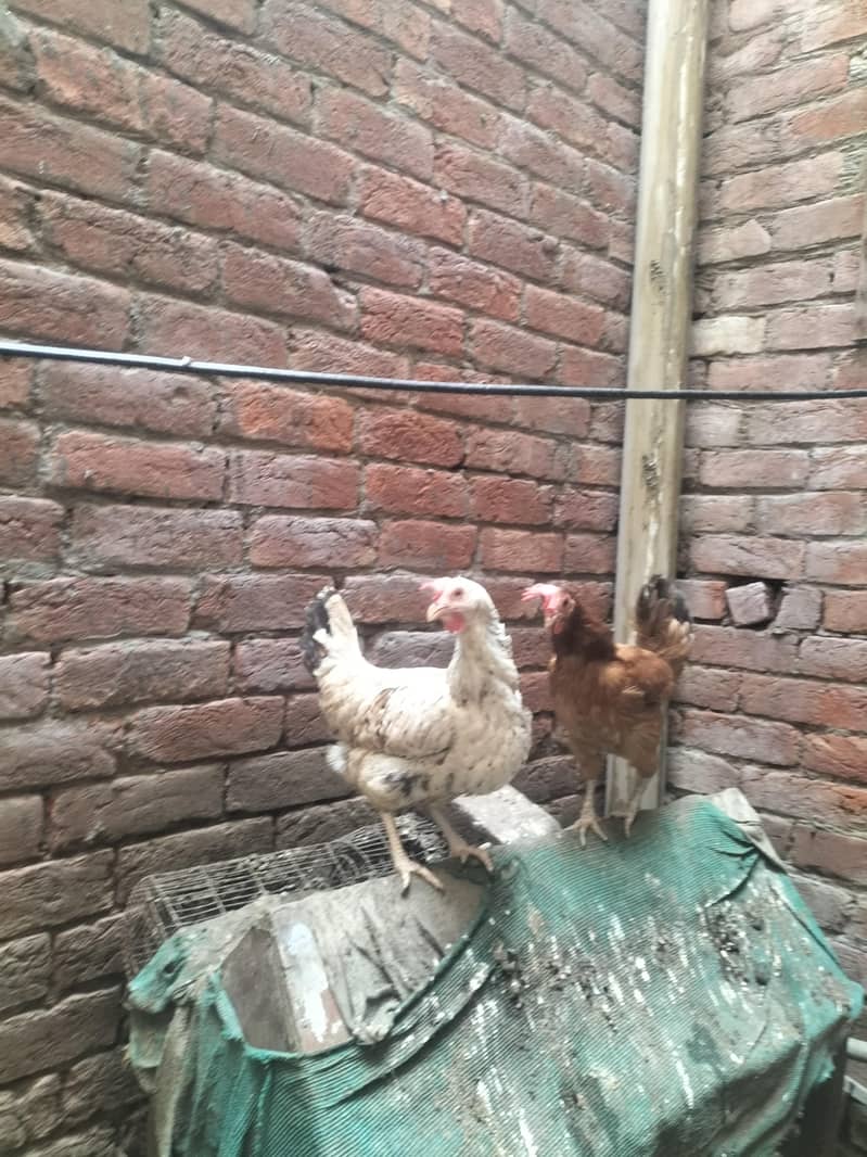 8 hens 2