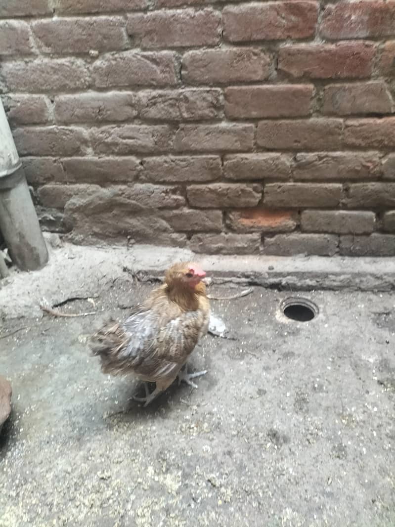 8 hens 3