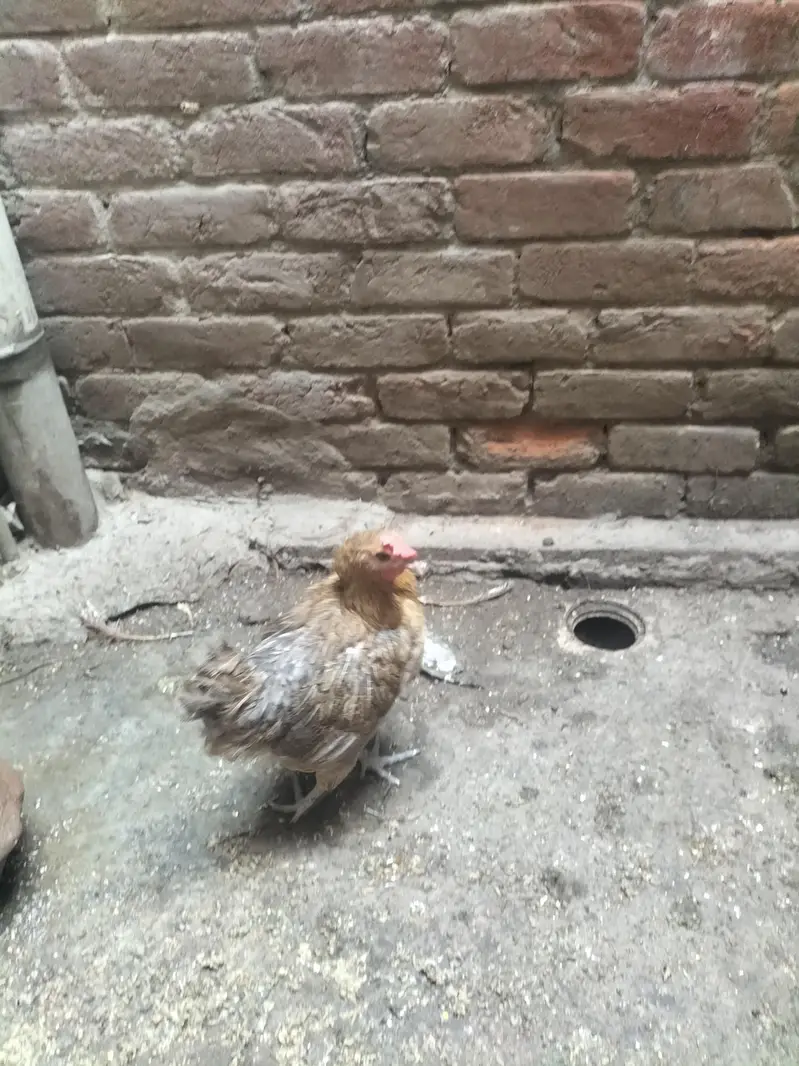 8 hens — photo 4