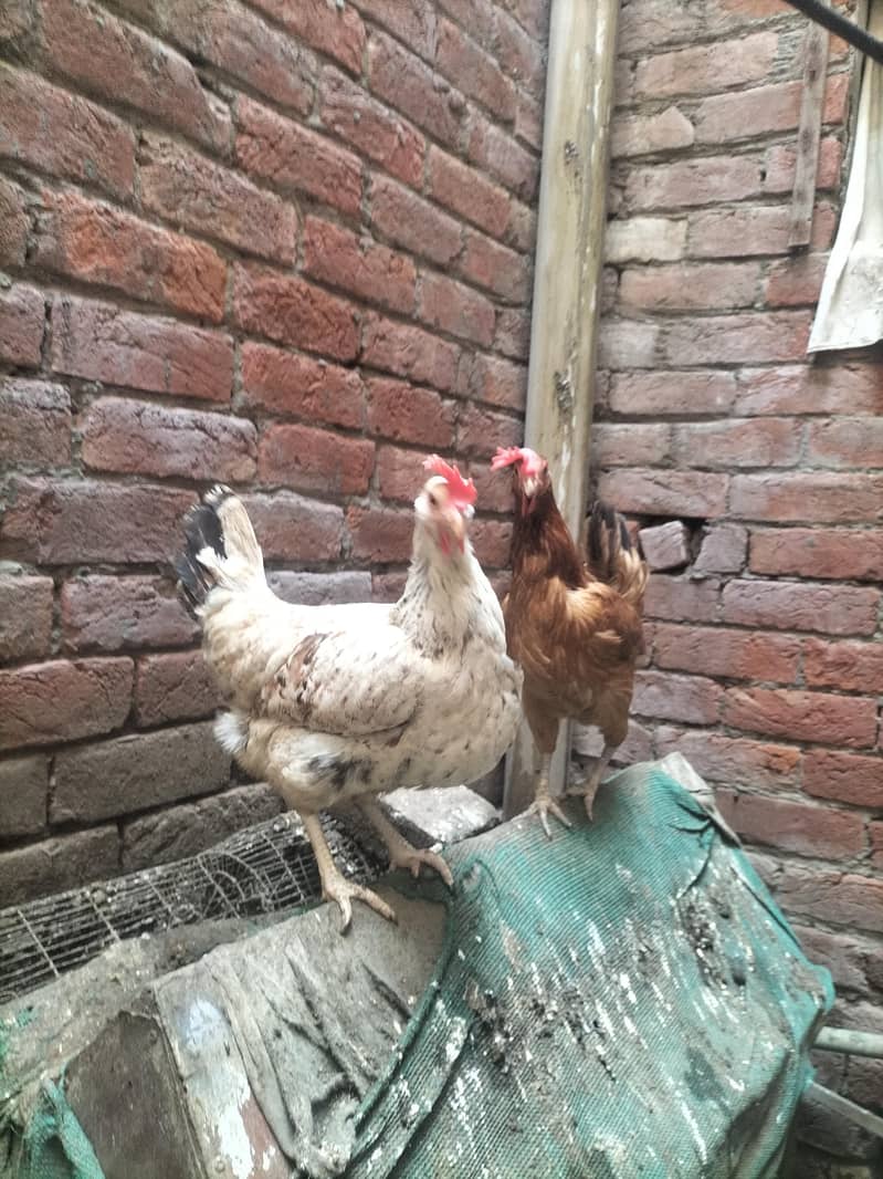 8 hens 4