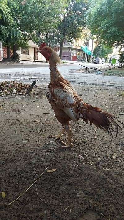 Aseel birds for sale 03215551735