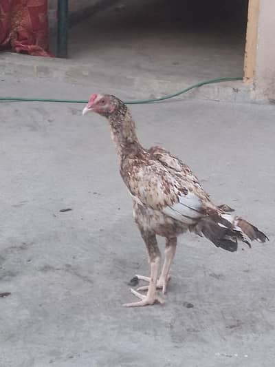 aseel phata