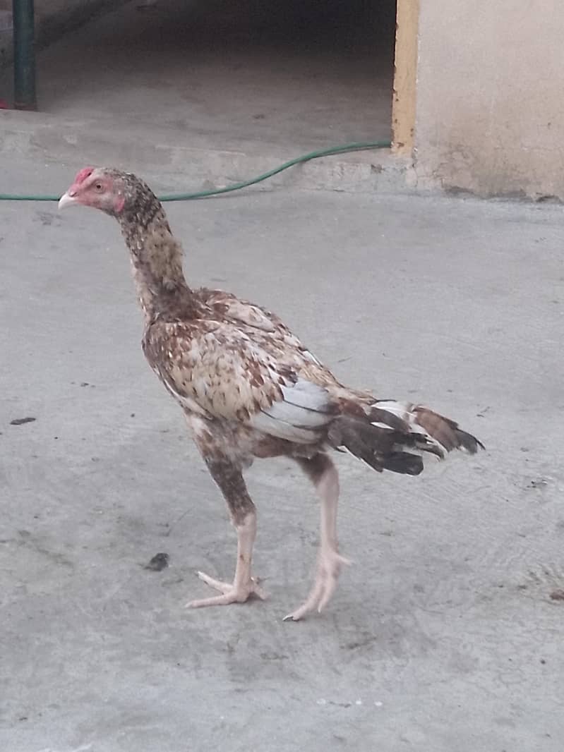 aseel phata 2