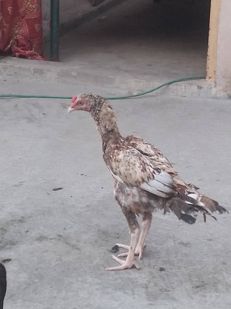 aseel phata 3