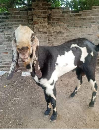betal nagra daba breeder for sale