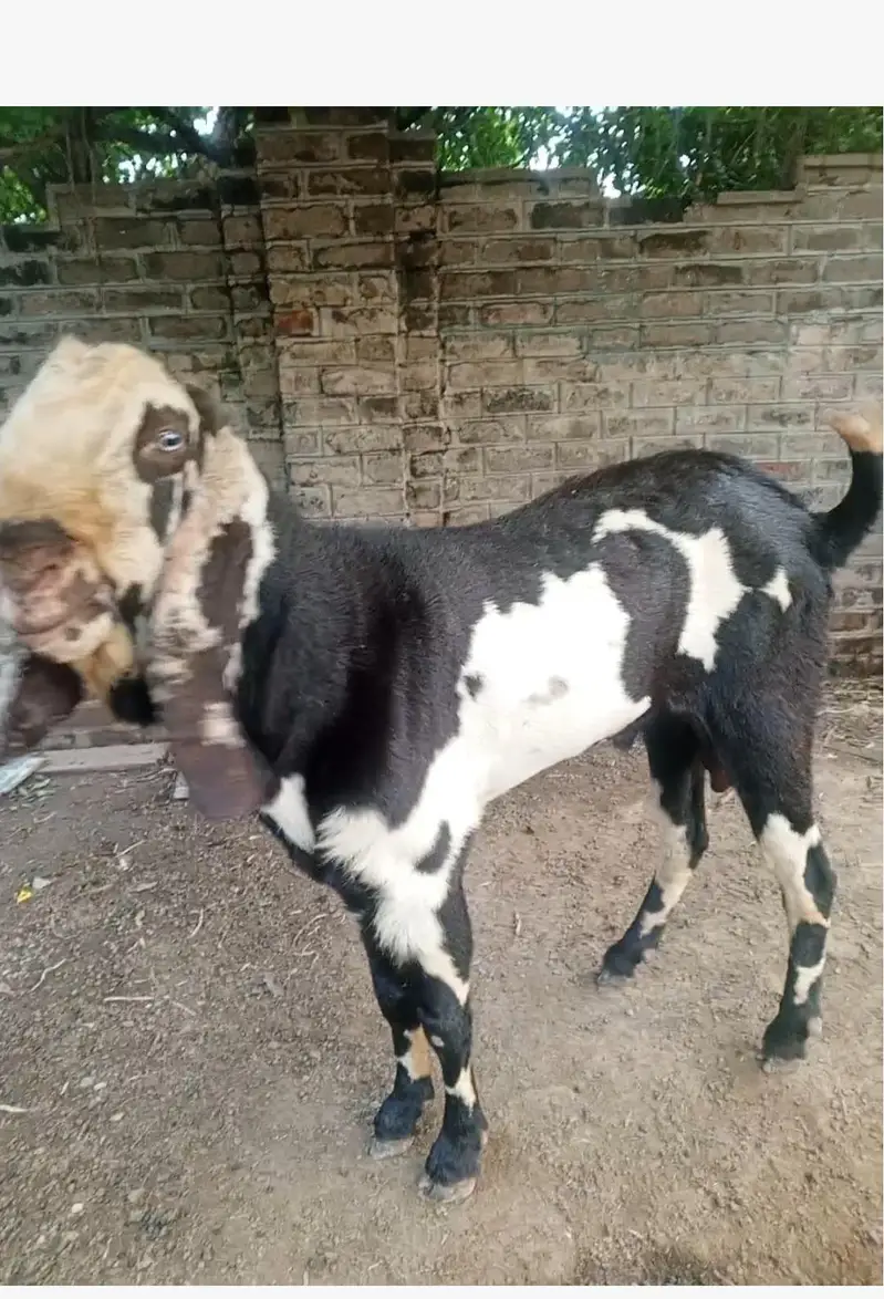 betal nagra daba breeder for sale — photo 2