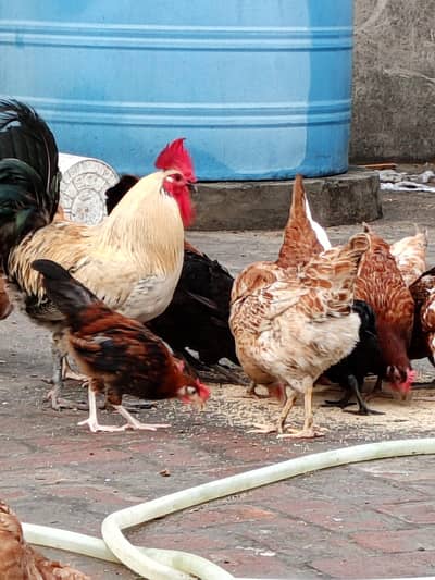 desi hens egg laying