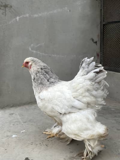 Light blue columbian brahma female
