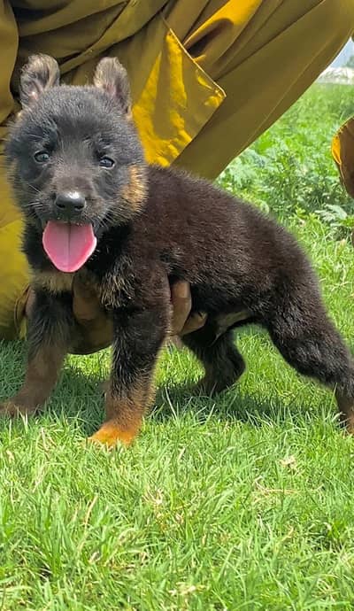 German Shepherd double coat  2 month for sale