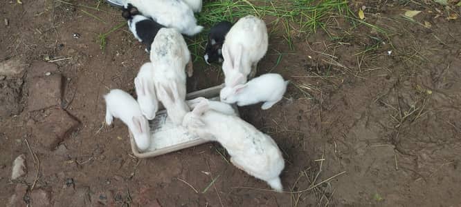 Rabbits male female