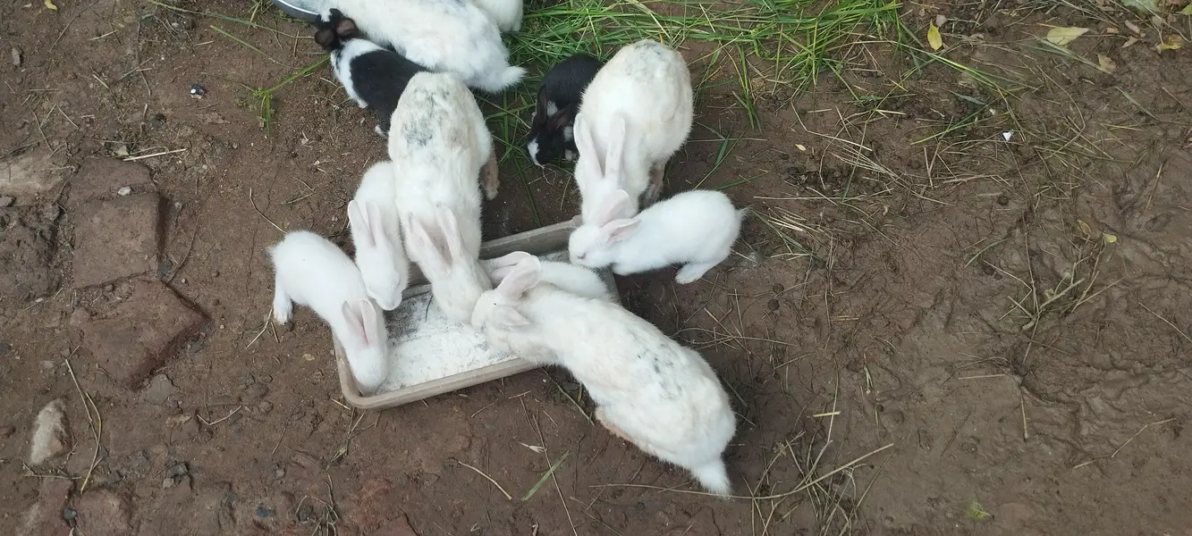 Rabbits male female