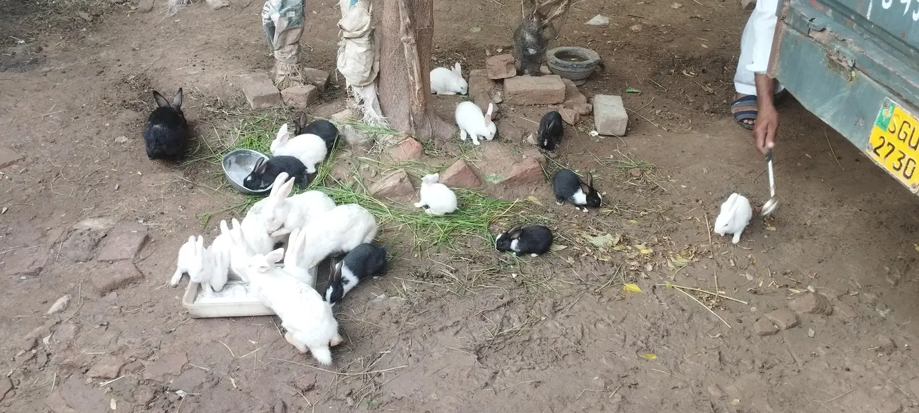 Rabbits male female — photo 3