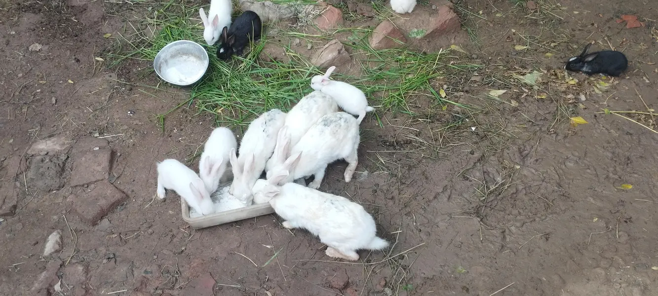 Rabbits male female — photo 4