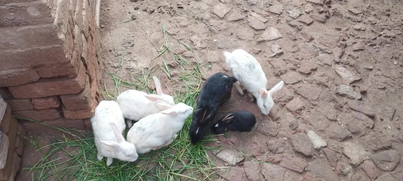 Rabbits male female — photo 5