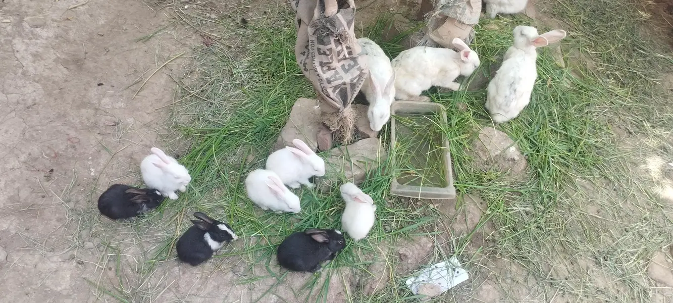 Rabbits male female — photo 8
