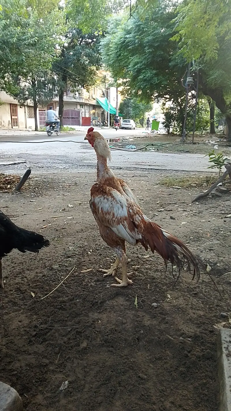 Aseel birds for sale 03215551735 — photo 2