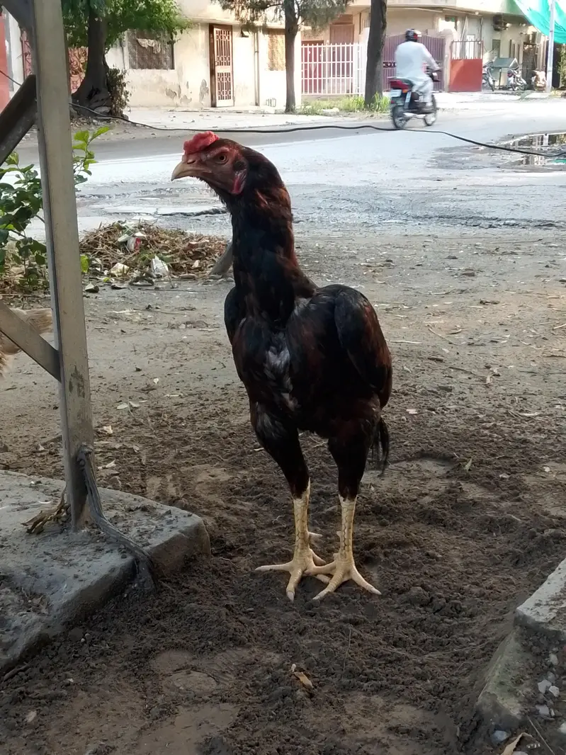 Aseel birds for sale 03215551735 — photo 3