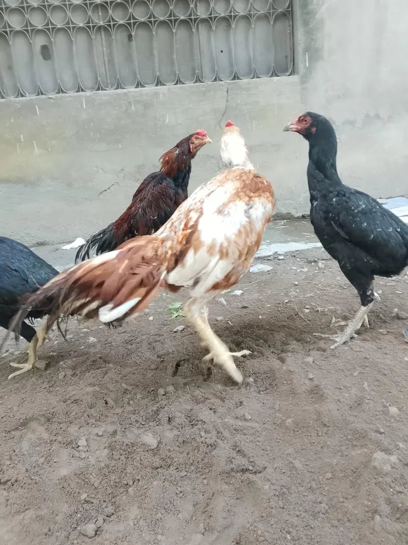 Aseel birds for sale 03215551735 — photo 4