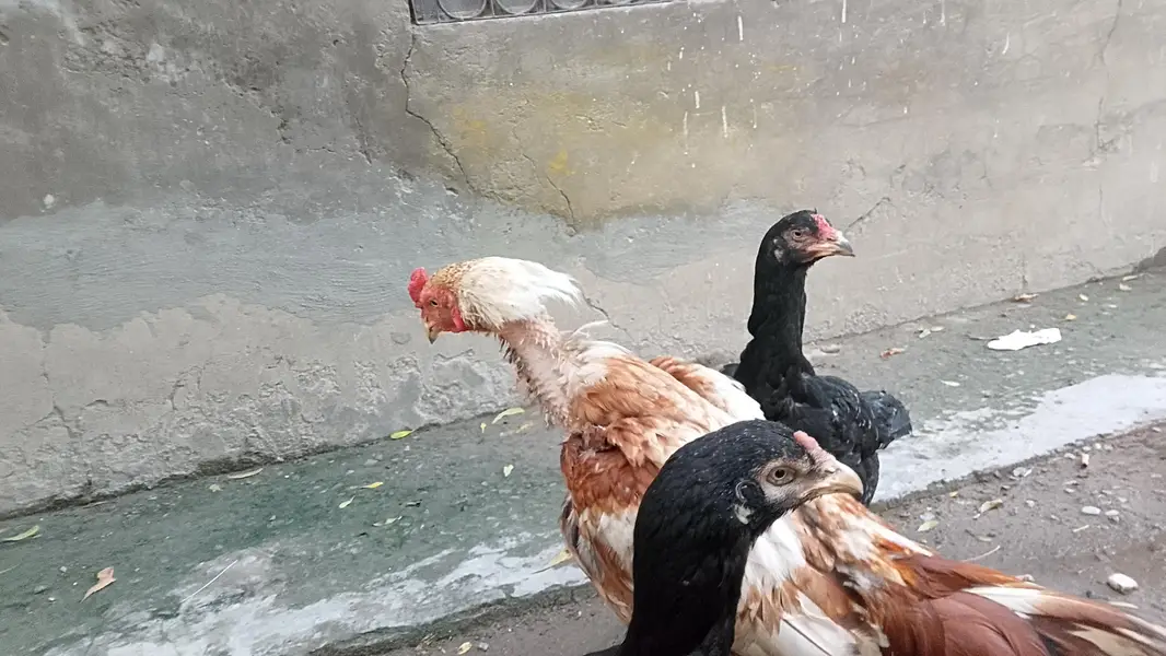 Aseel birds for sale 03215551735 — photo 5
