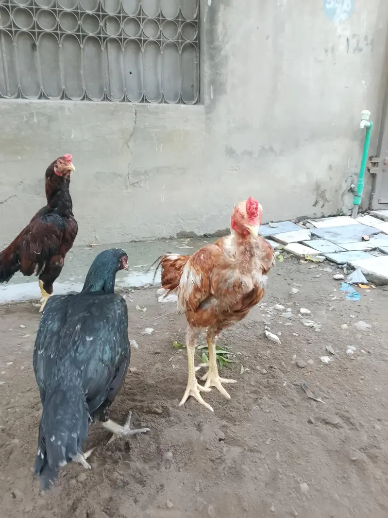 Aseel birds for sale 03215551735 — photo 6