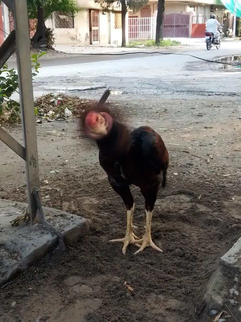 Aseel birds for sale 03215551735 — photo 7