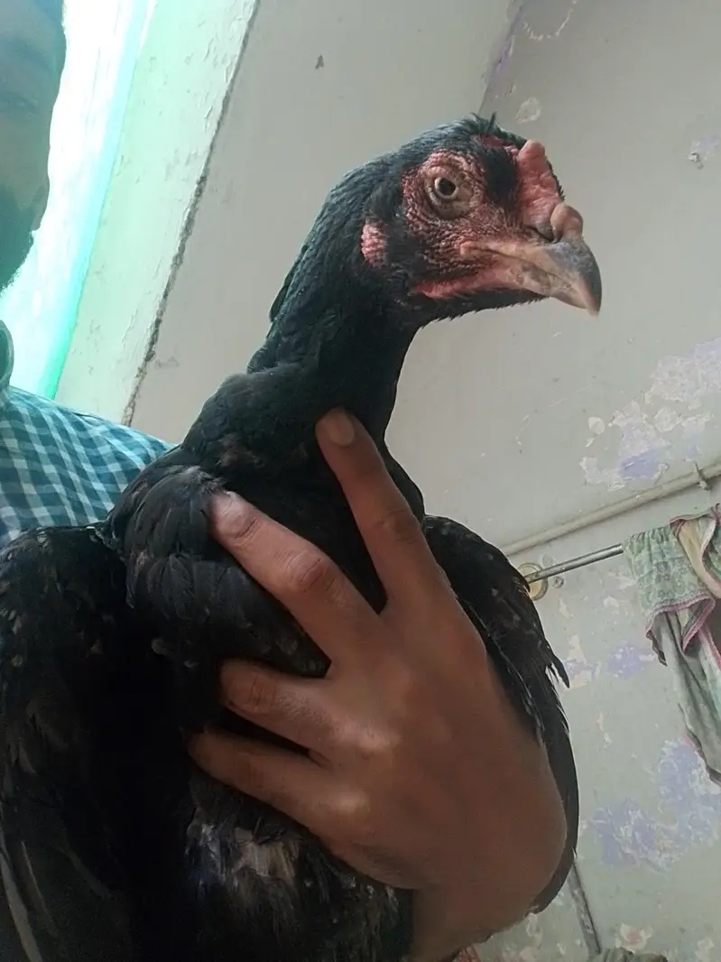Aseel birds for sale 03215551735 — photo 8