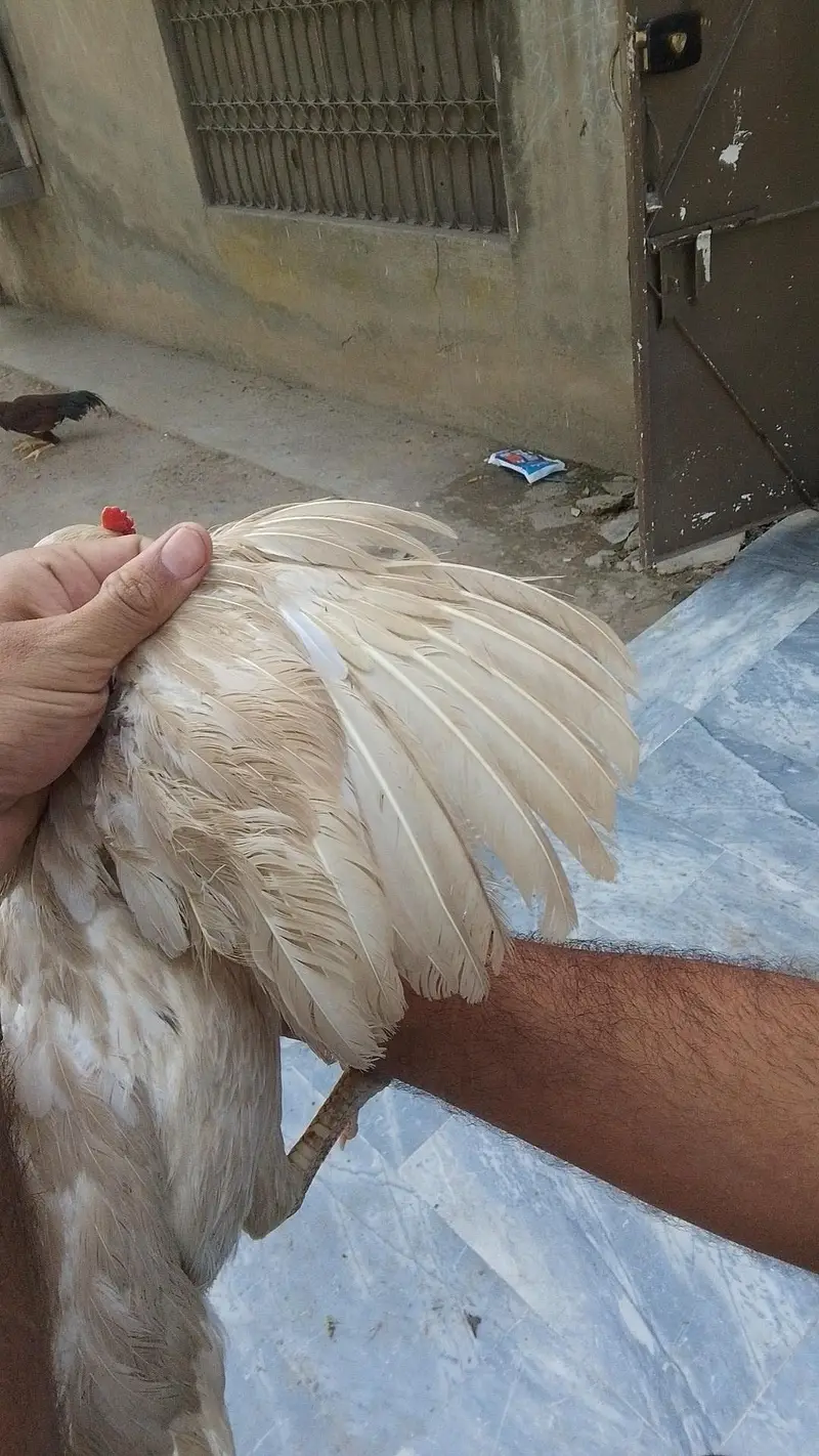 Aseel birds for sale 03215551735 — photo 9