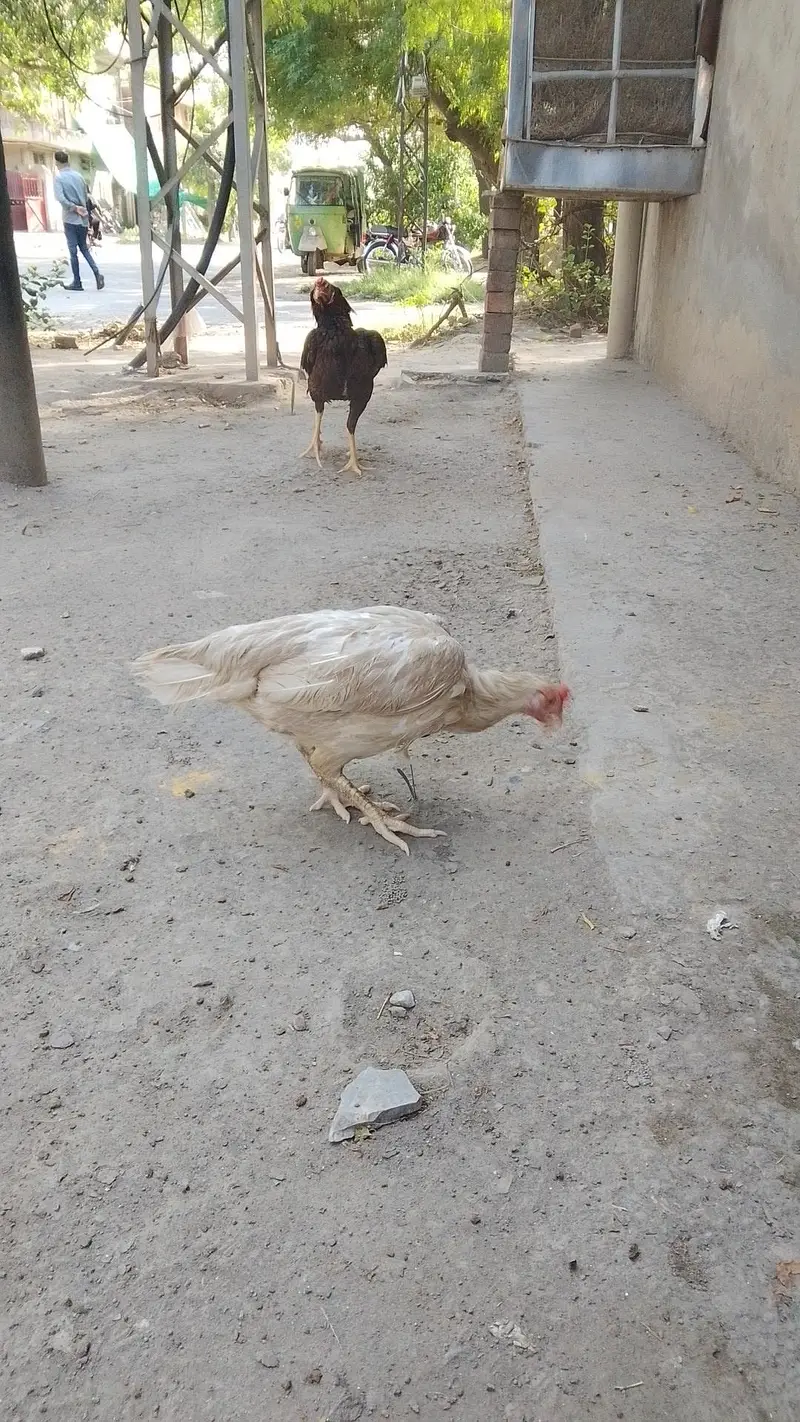Aseel birds for sale 03215551735 — photo 10