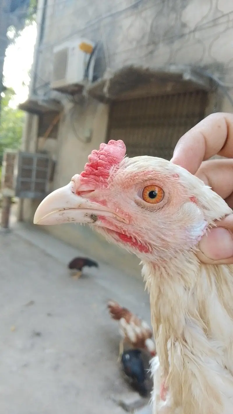 Aseel birds for sale 03215551735 — photo 11