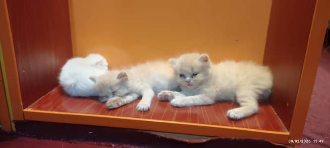 person cat for sale