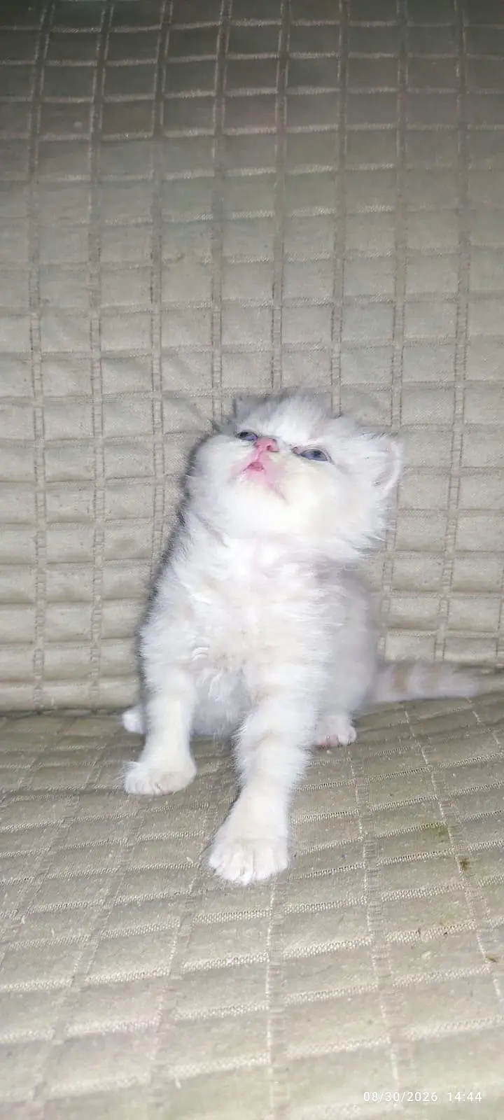 person cat for sale — photo 2